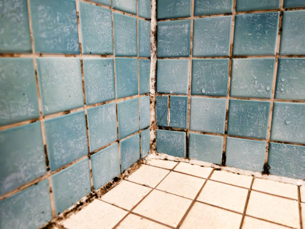Best Black Mold Removal  in Lake Shastina, CA