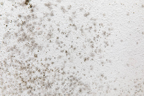 Best Mold Damage Restoration  in Lake Shastina, CA