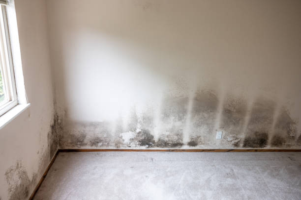 Best Mold Remediation for Healthcare Facilities  in Lake Shastina, CA