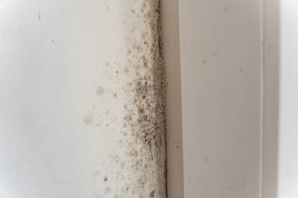 Best Residential Mold Inspection & Testing  in Lake Shastina, CA