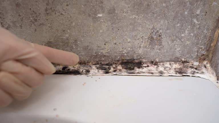Best Emergency Mold Remediation  in Lake Shastina, CA