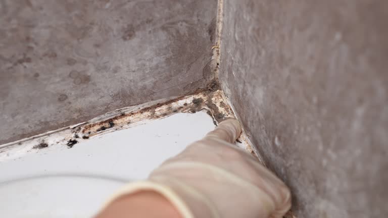 Best Mold-Related Health Consultation  in Lake Shastina, CA